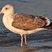 Western Gull